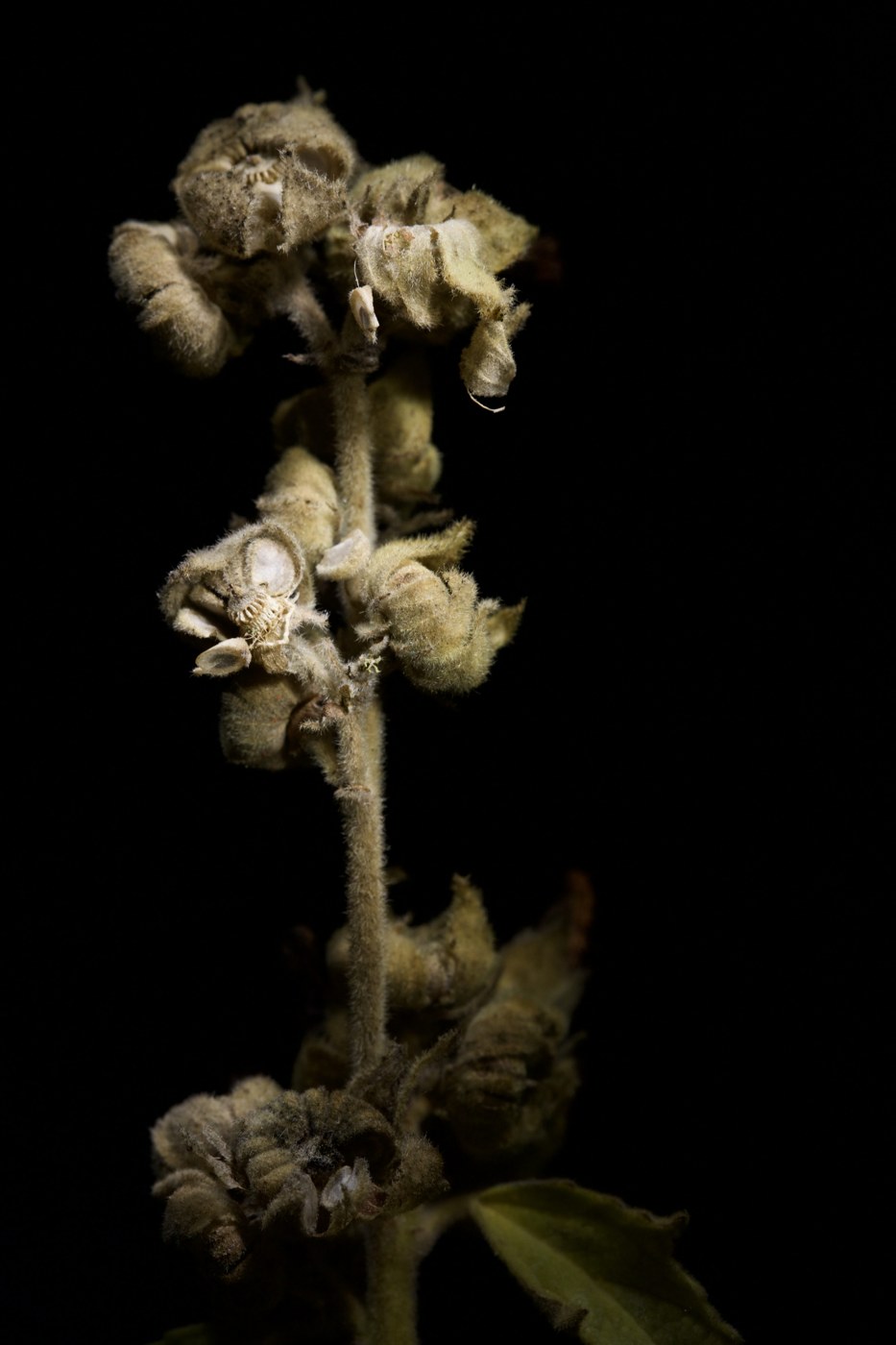 Althaea officinalis — Mikkel Pedersbæk