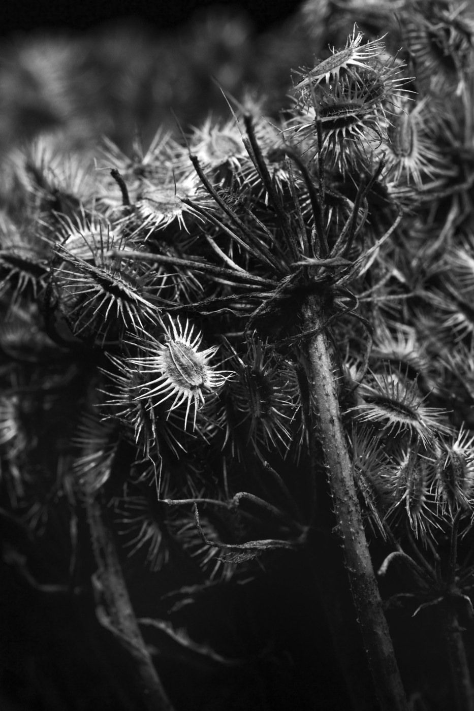Daucus carota — Mikkel Pedersbæk