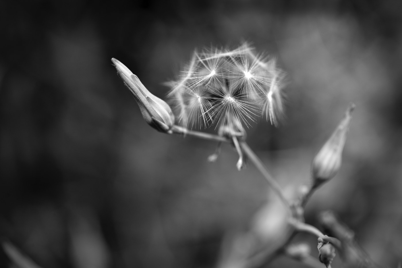 Lactuca serriola — Mikkel Pedersbæk