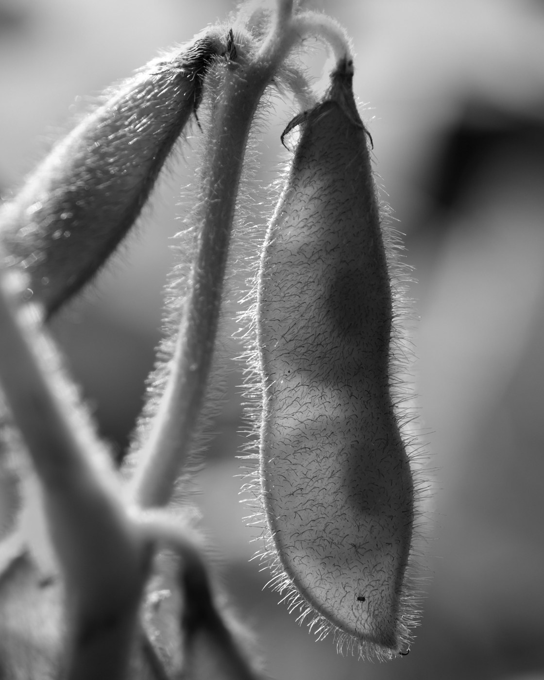 Phaseolus vulgaris — Mikkel Pedersbæk